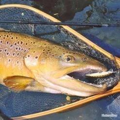 Epuisette Bois Illex Stream Master XL -Daiw Peche Magasin 00003 Epuisette Bois Illex Stream Master XL